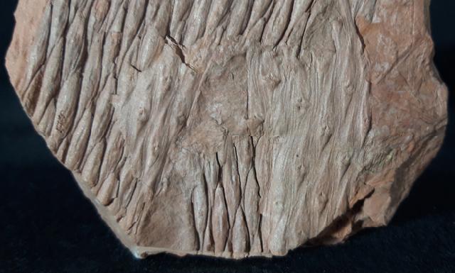 Sigillaria sp. BRONGNIART 1822 - Bild &copy; FossNet FossilienStore